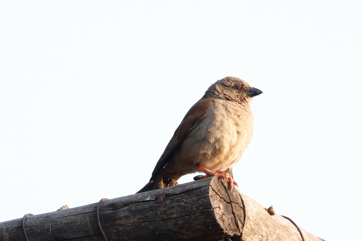 דרור אפור-ראש - ML645599045