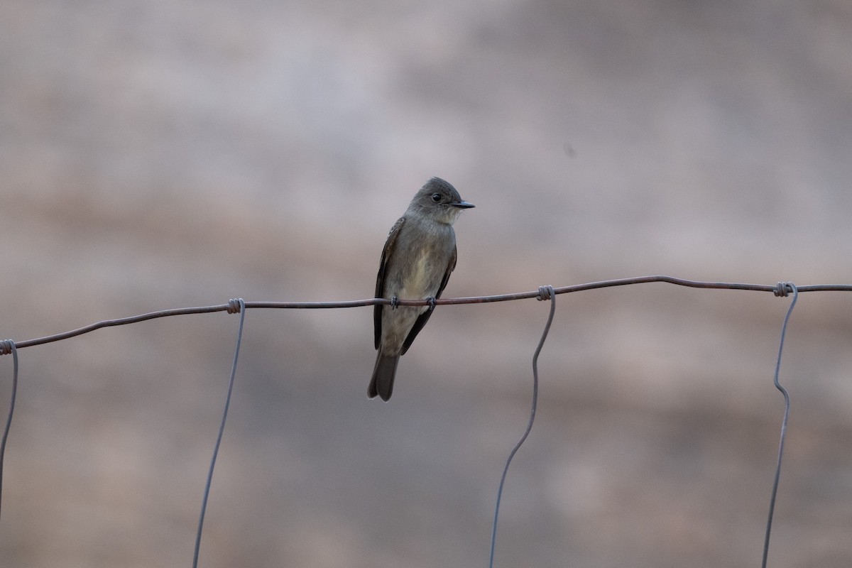 Pioui de l'Ouest - ML645599047