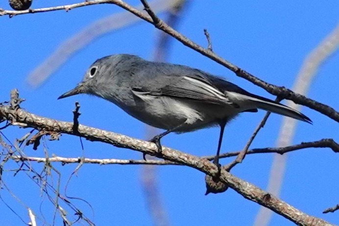 Комароловка сиза - ML645599048