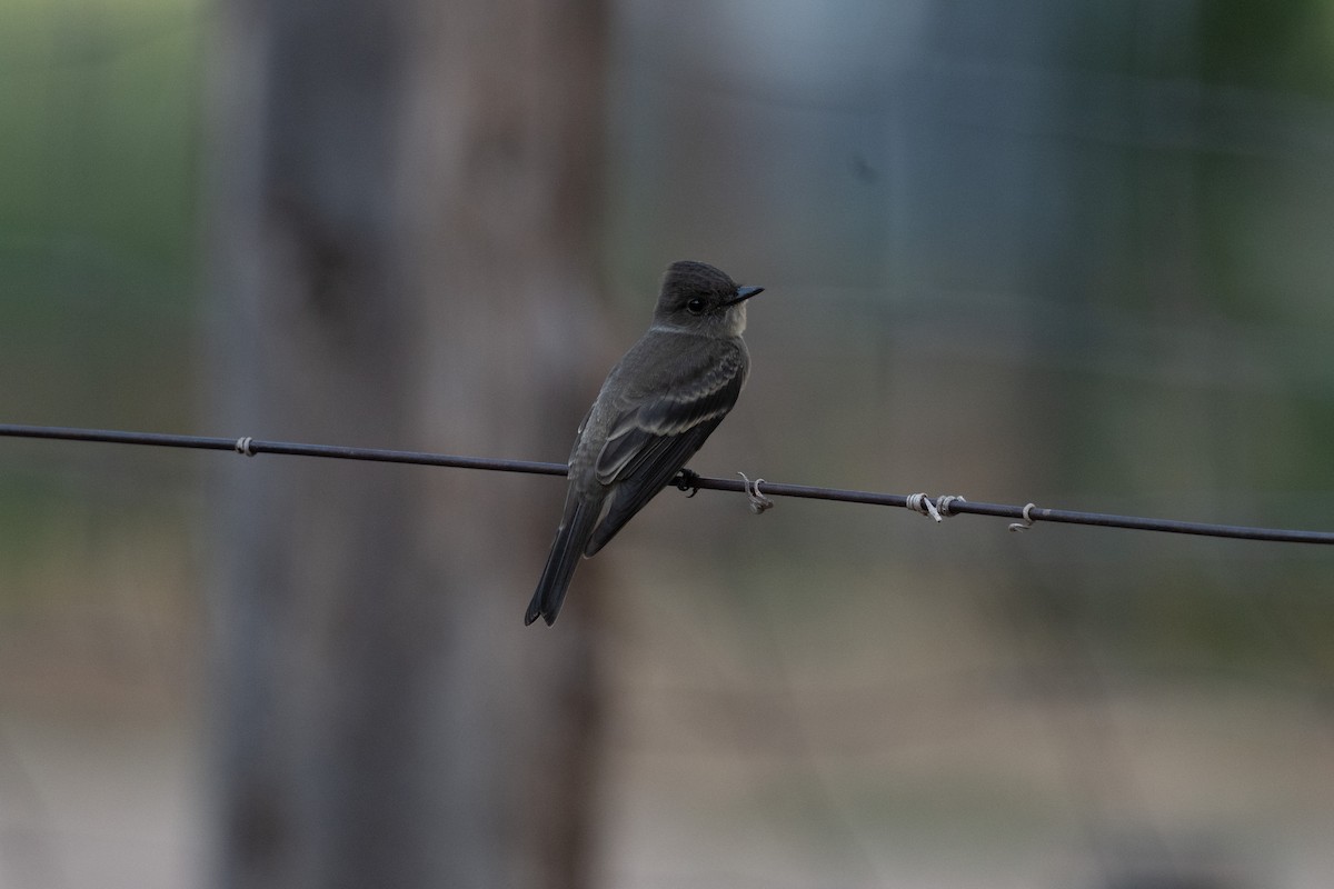 Pioui de l'Ouest - ML645599051