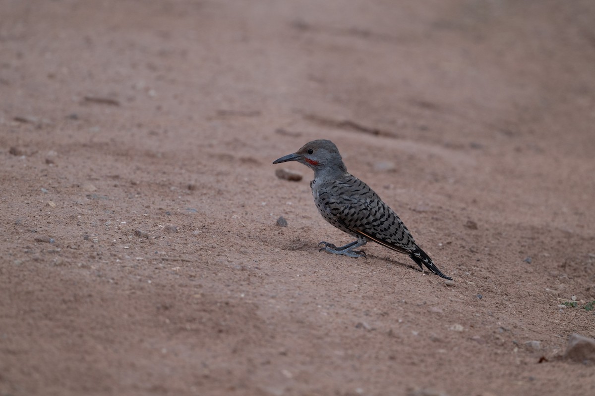 Pic flamboyant (groupe cafer) - ML645599052