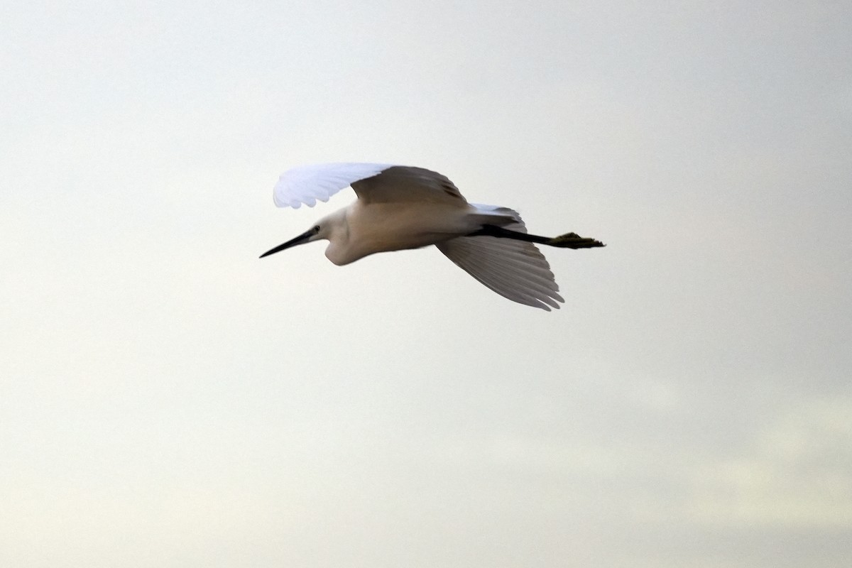 volavka stříbřitá - ML645599066