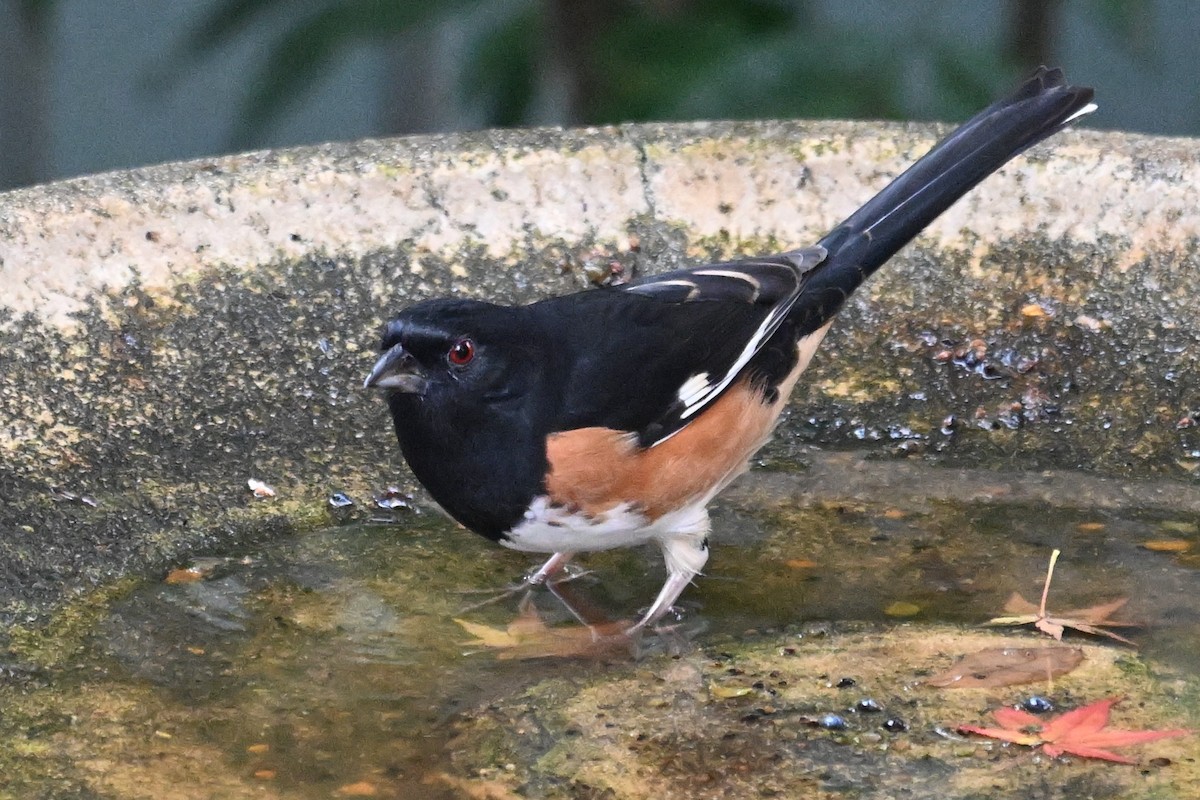 pipilo rudooký - ML645599070