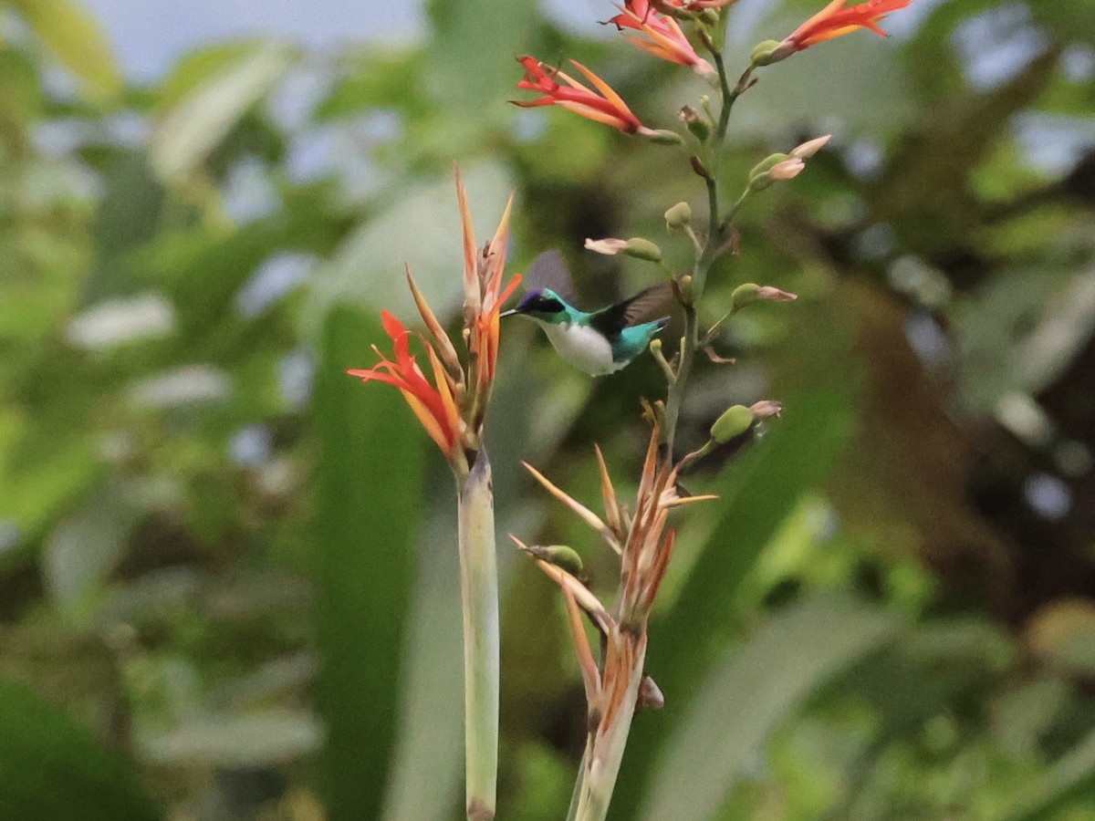 kolibřík purpurovohlavý - ML645599071