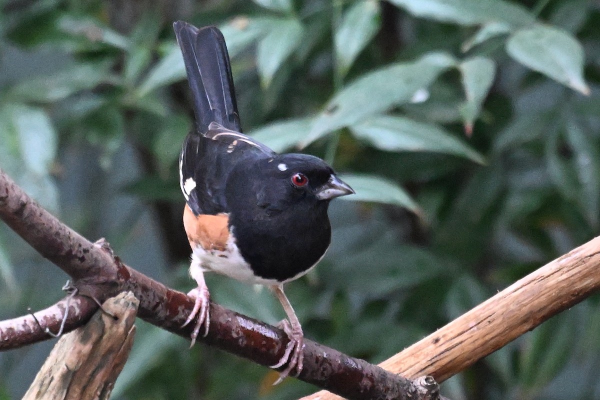 pipilo rudooký - ML645599074