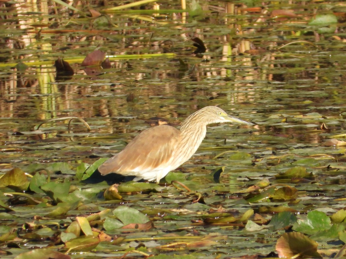 volavka vlasatá - ML645599075