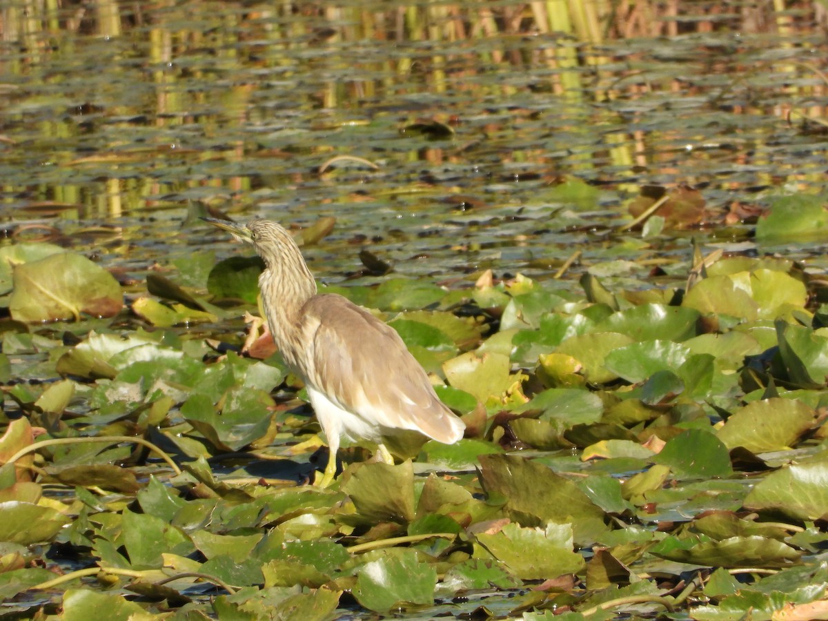 volavka vlasatá - ML645599076