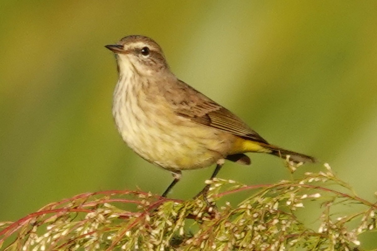 lesňáček bažinný - ML645599077