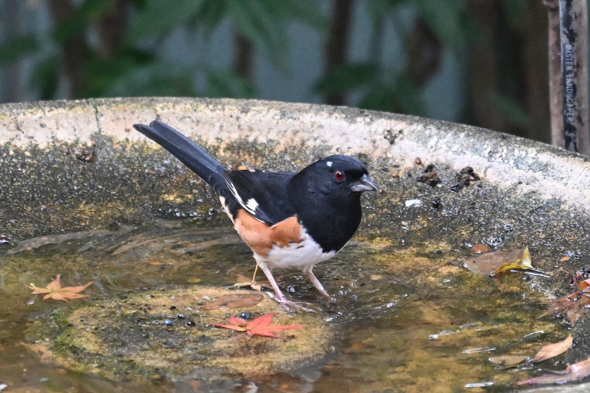 pipilo rudooký - ML645599079