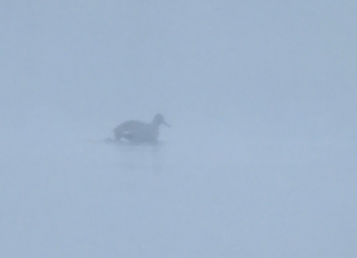 chřástal kalifornský (ssp. levipes) - ML645599080