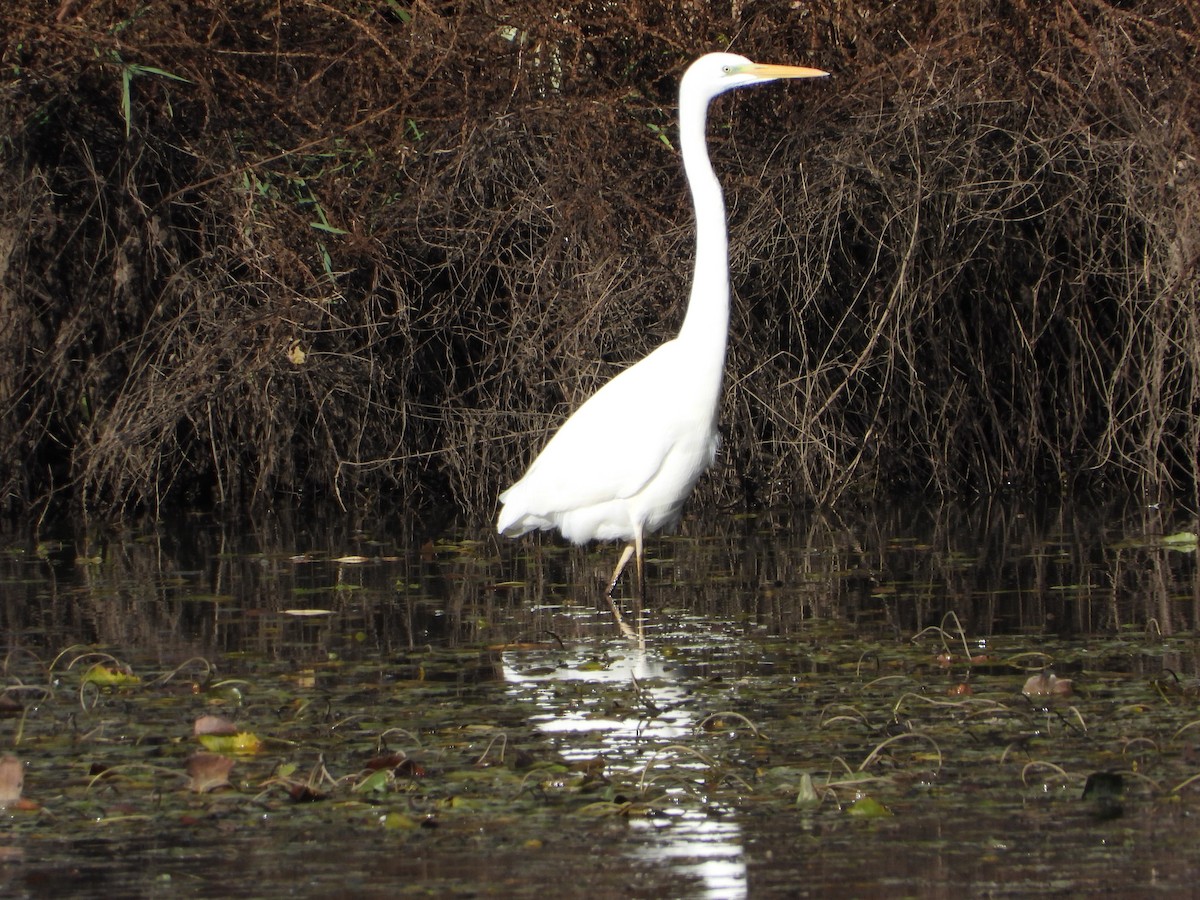 volavka bílá - ML645599083