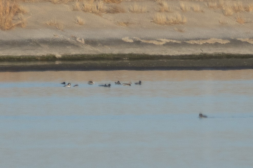 hoholka lední - ML645599084