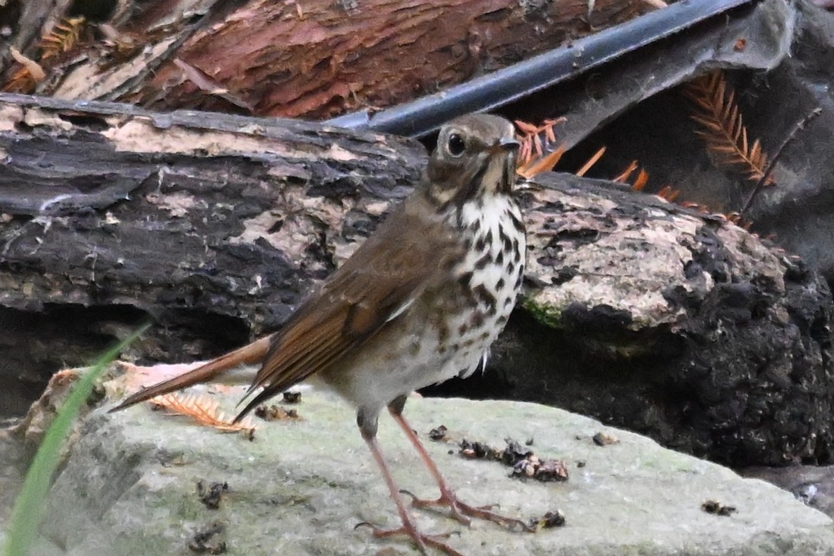 drozd rezavoocasý - ML645599086