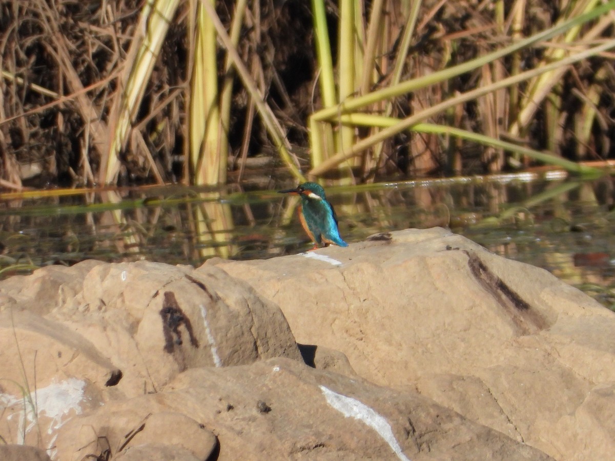 ledňáček říční - ML645599087