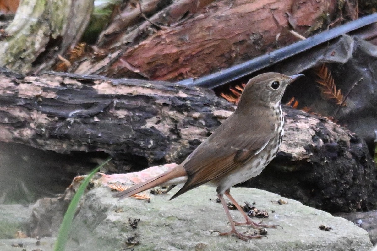 drozd rezavoocasý - ML645599088