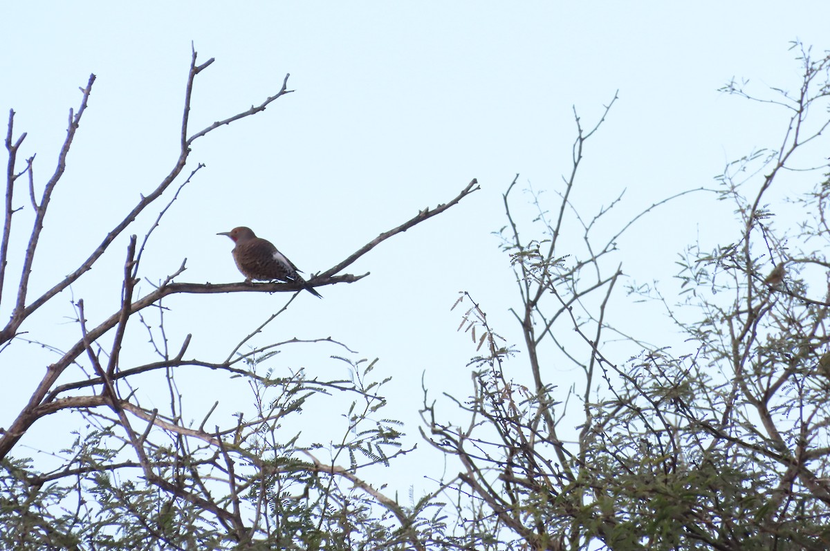 datel zlatý - ML645599091