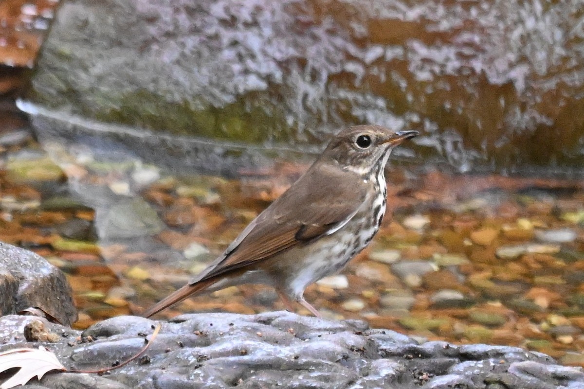 drozd rezavoocasý - ML645599092