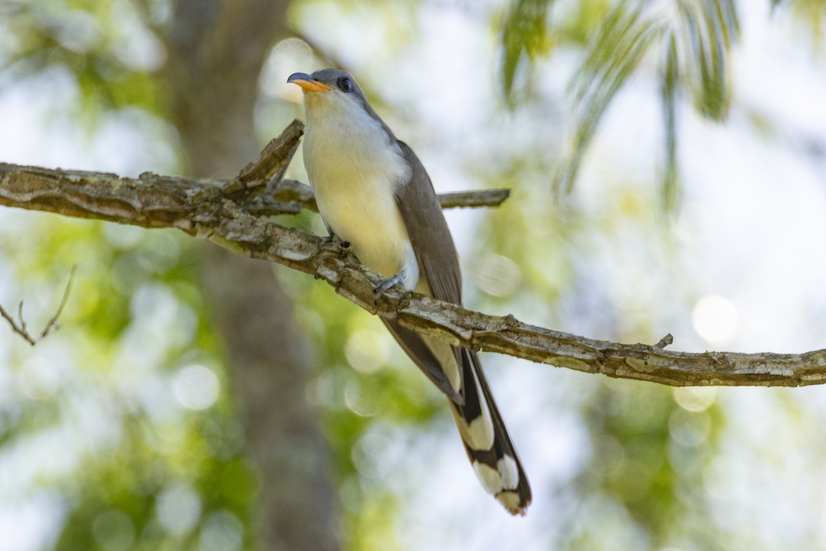 kukačka perleťová - ML645599093