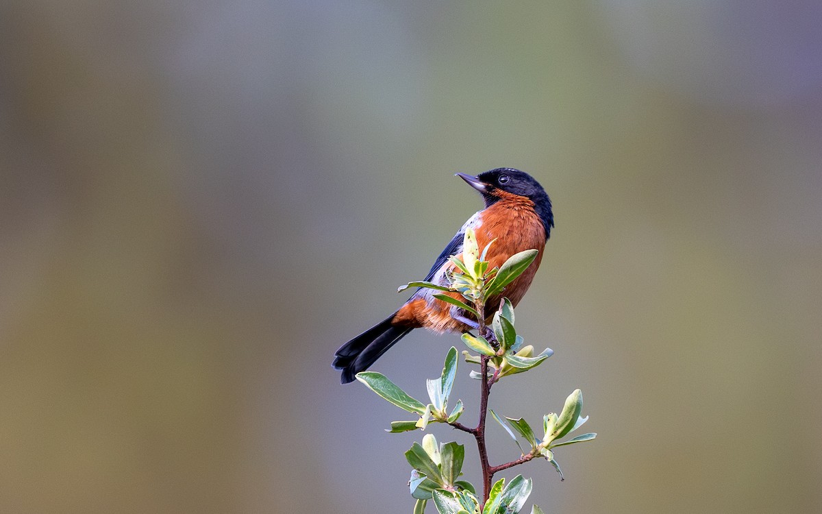 Black-throated Flowerpiercer - ML645599094