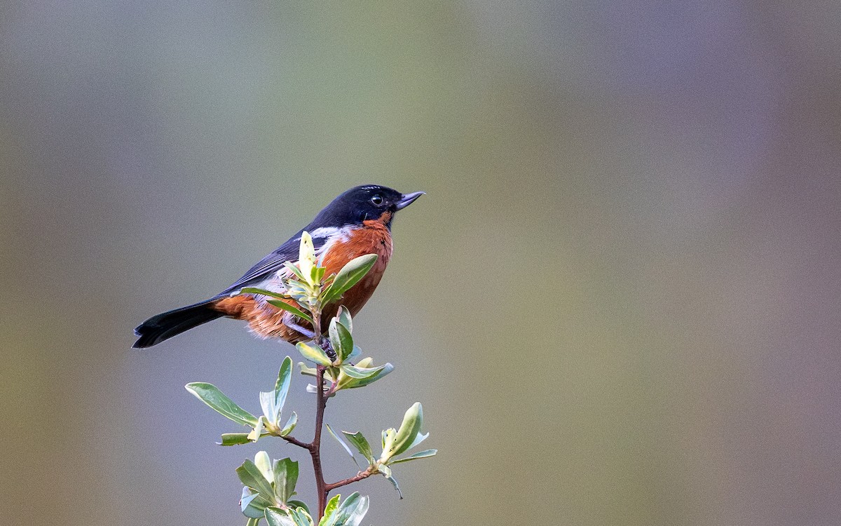 Black-throated Flowerpiercer - ML645599095
