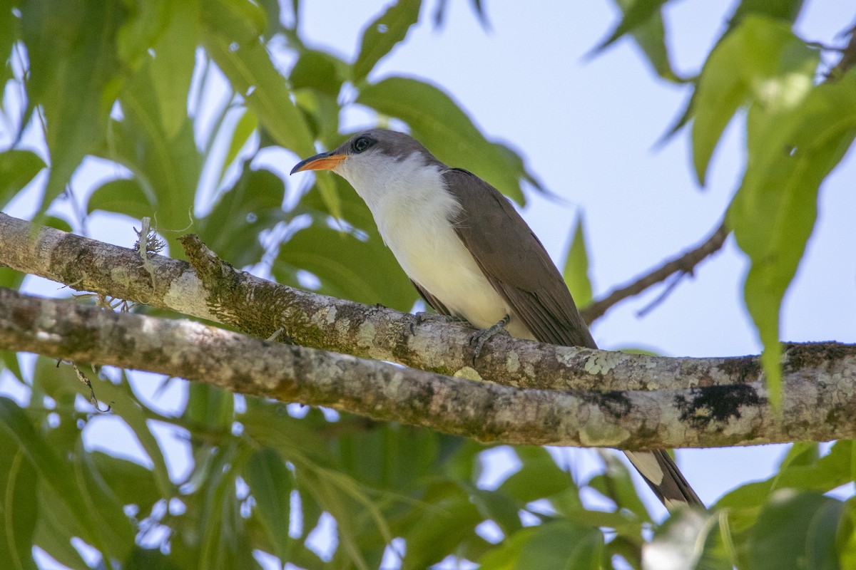 kukačka perleťová - ML645599096