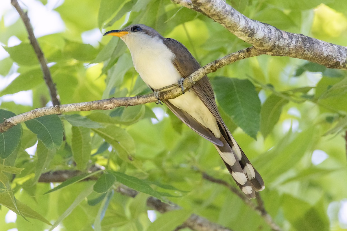 kukačka perleťová - ML645599097