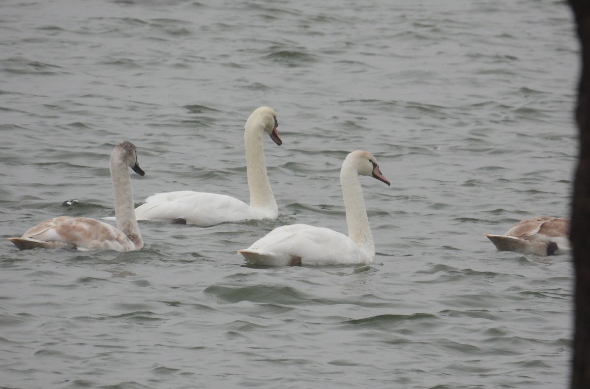 labuť velká - ML645599099