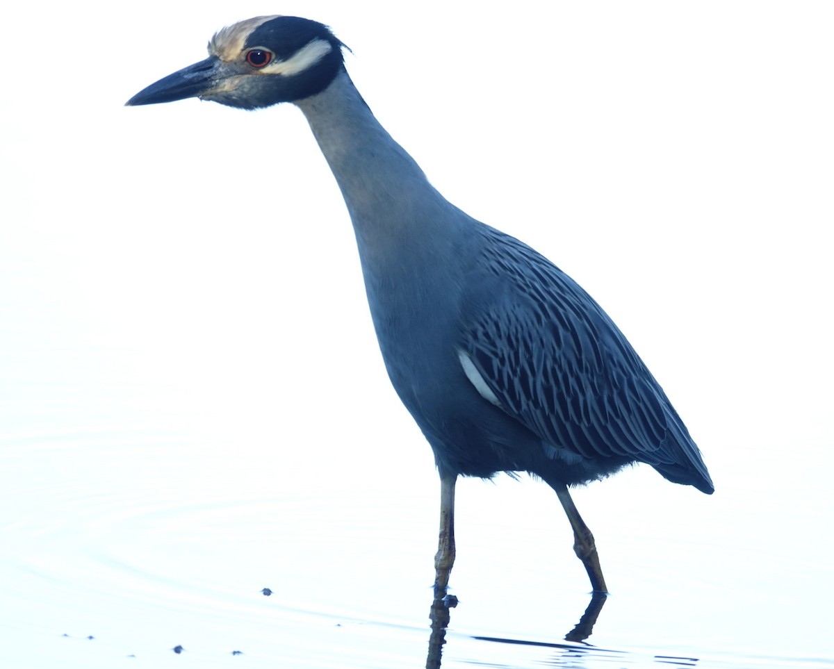 kvakoš žlutočelý - ML645599101