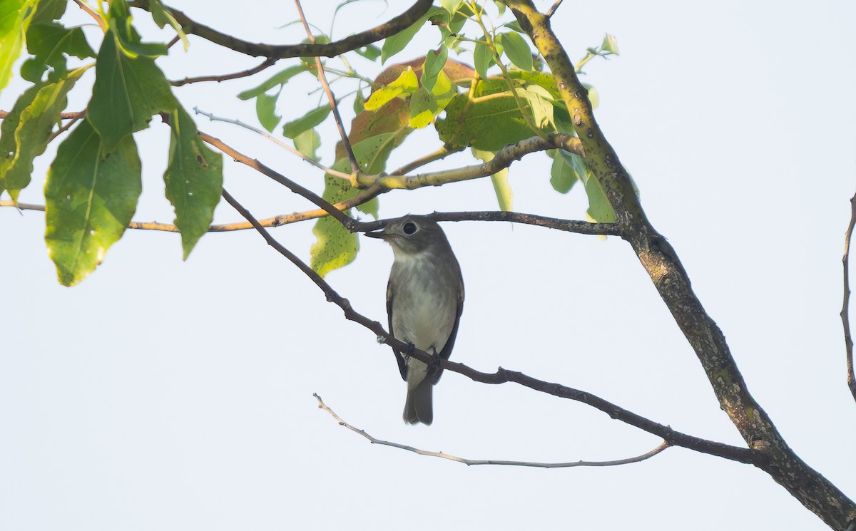 lejsek asijský - ML645599103