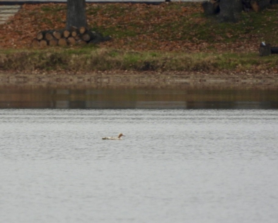 morčák prostřední - ML645599104