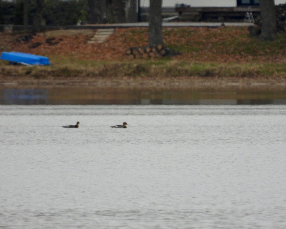 morčák prostřední - ML645599105