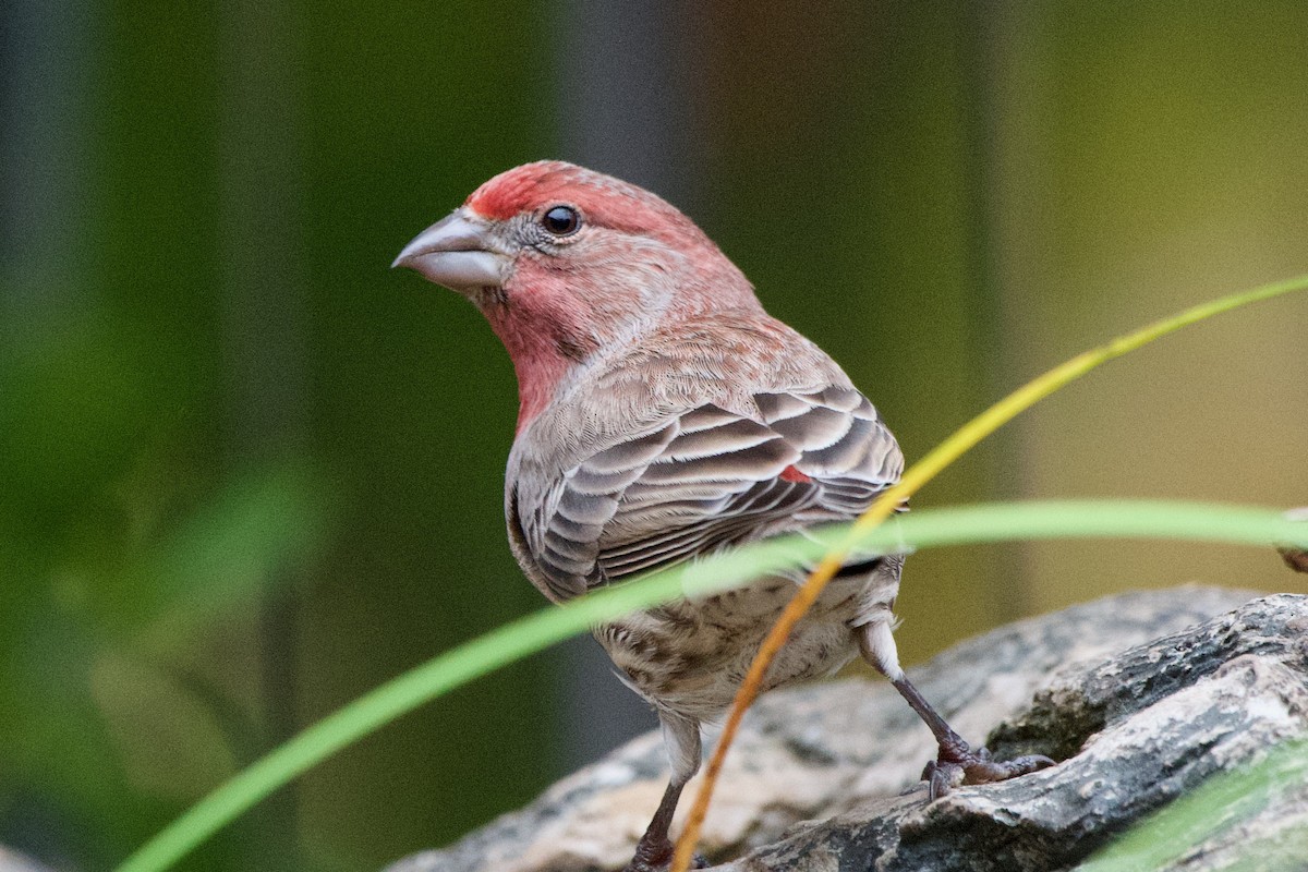 hýl rudoprsý - ML645599106