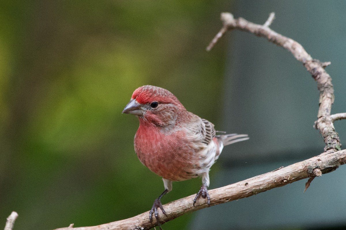 hýl rudoprsý - ML645599108