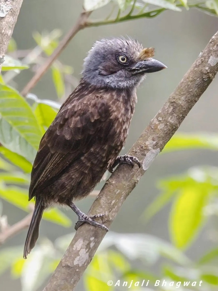 Gray-throated Barbet - ML645599123