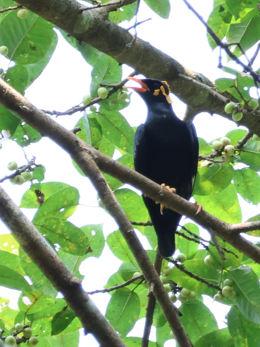 loskuták jižní - ML645599126