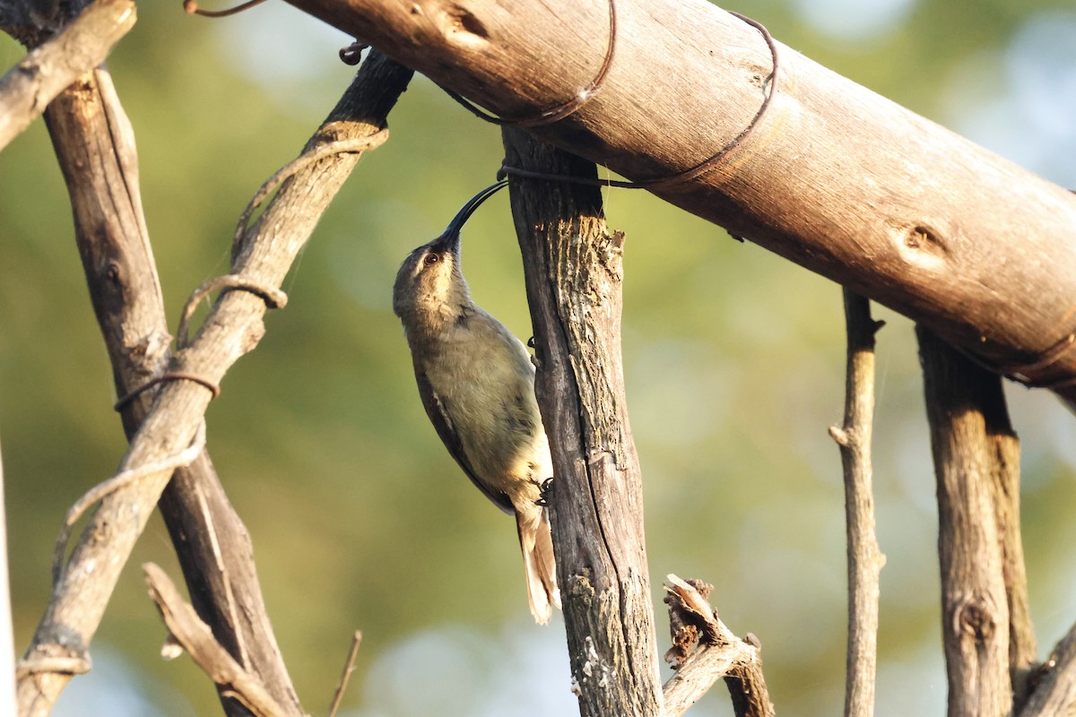 Tacazze Sunbird - ML645599127