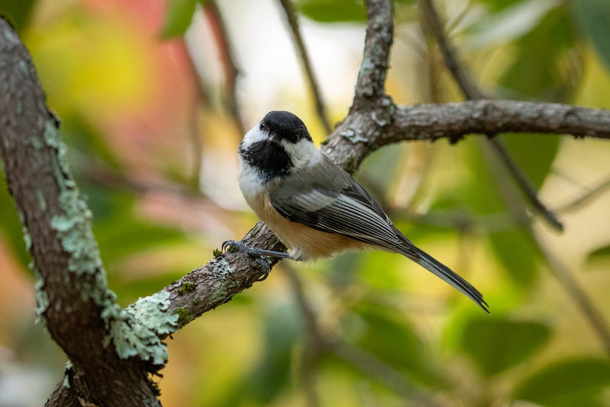 Black-capped Chickadee - ML645599147
