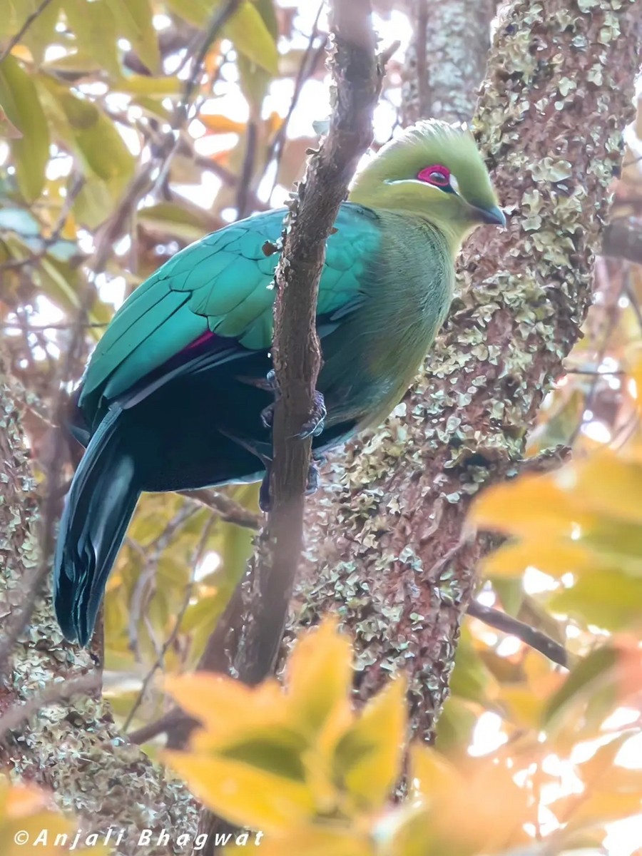 Black-billed Turaco (Green-rumped) - ML645599151