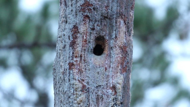 Red-cockaded Woodpecker - ML645599154