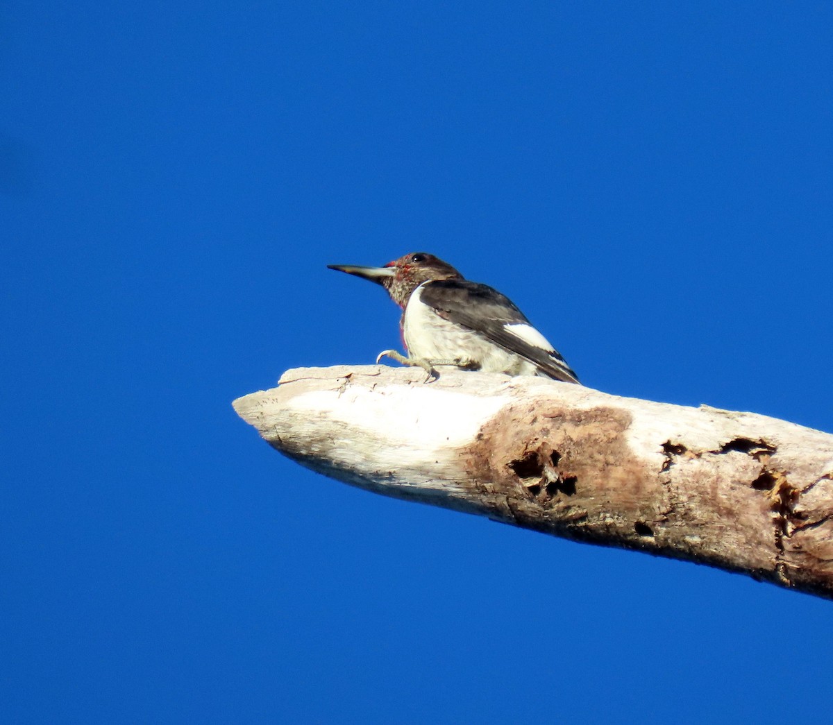 Red-headed Woodpecker - ML645599157