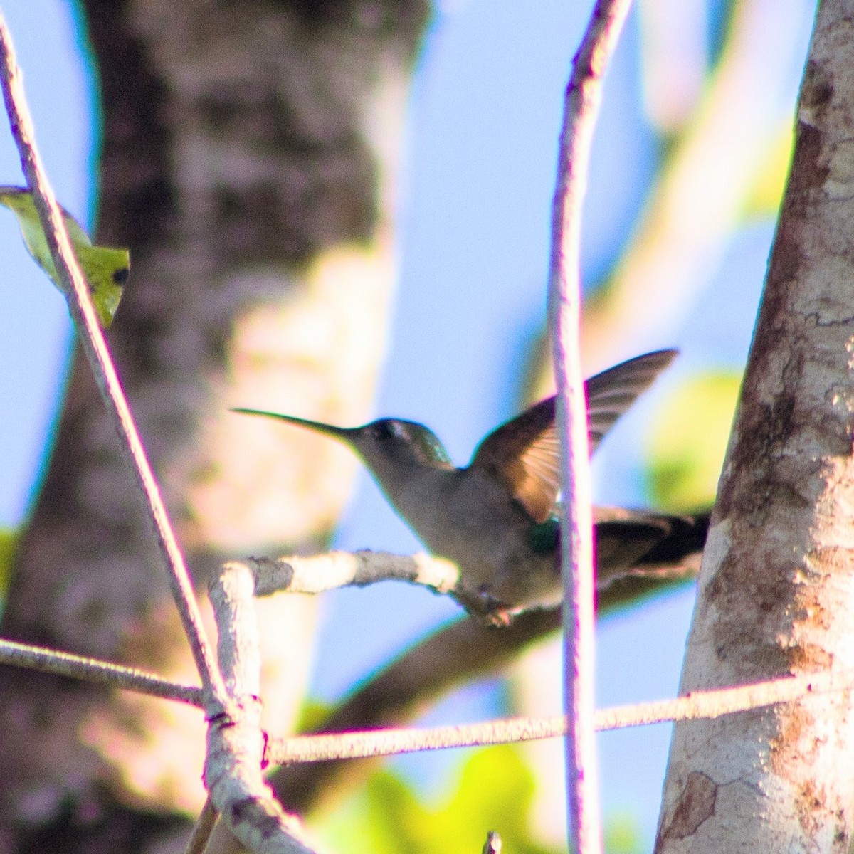 Wedge-tailed Sabrewing - ML645599161