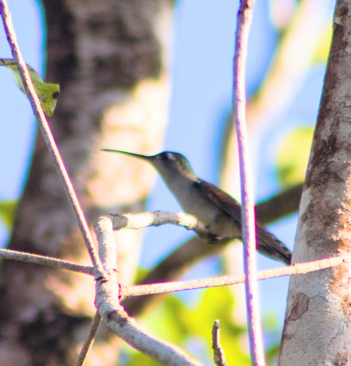 Wedge-tailed Sabrewing - ML645599162