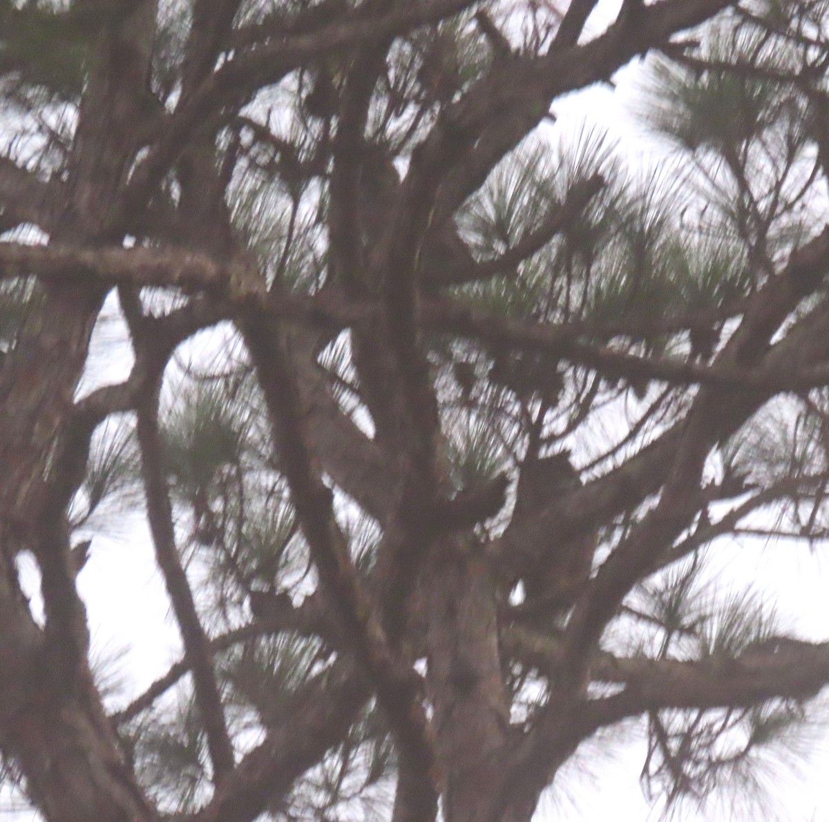 Great Horned Owl - ML645599171