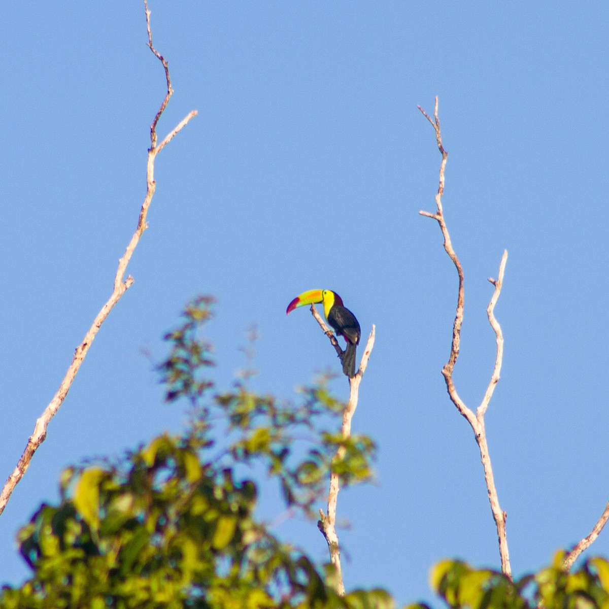 tukan středoamerický - ML645599172