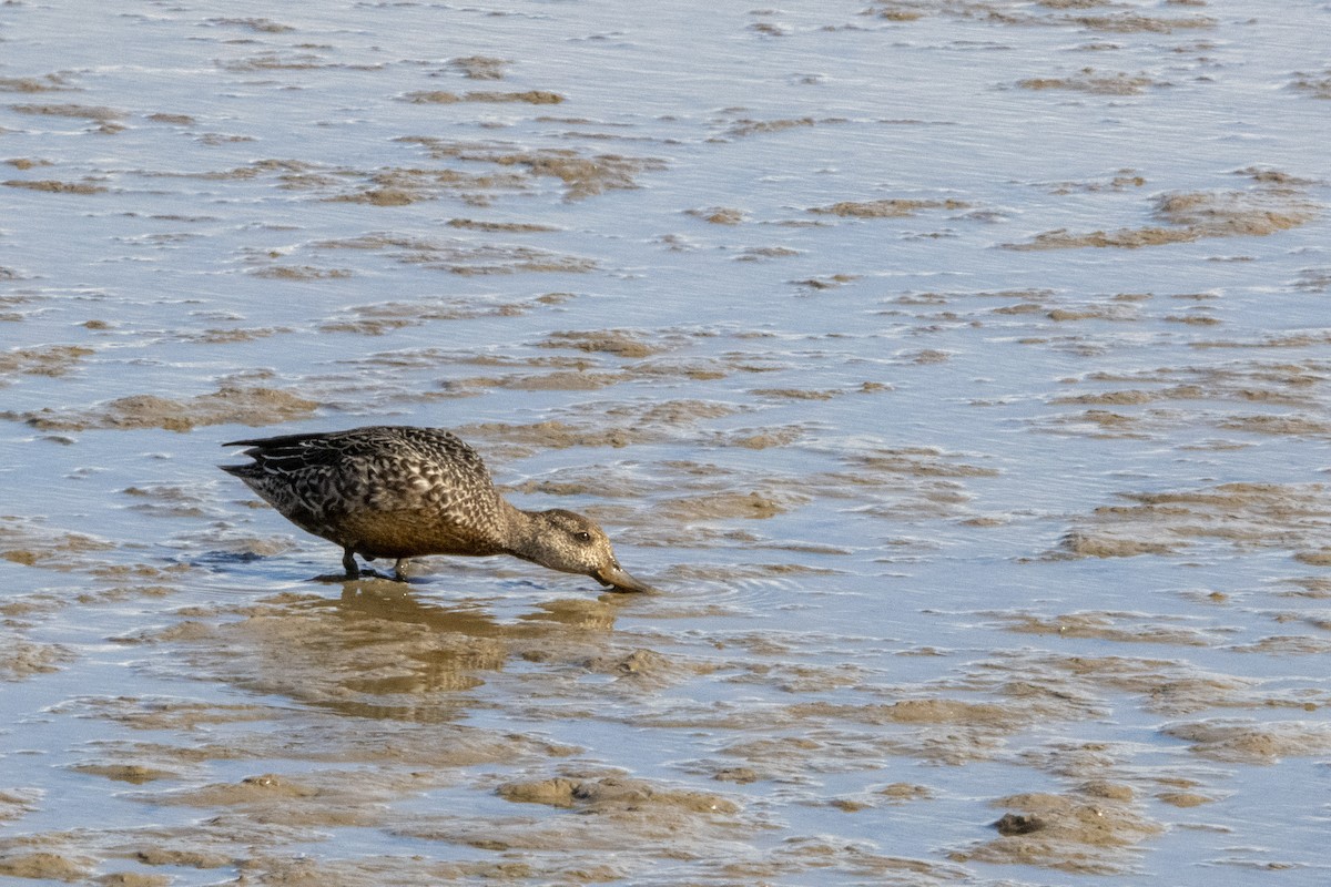 Green-winged Teal - ML645599173