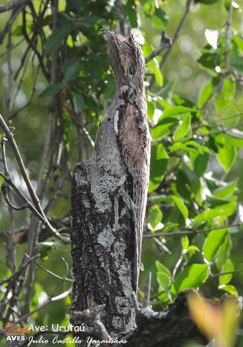 Common Potoo - ML645599178