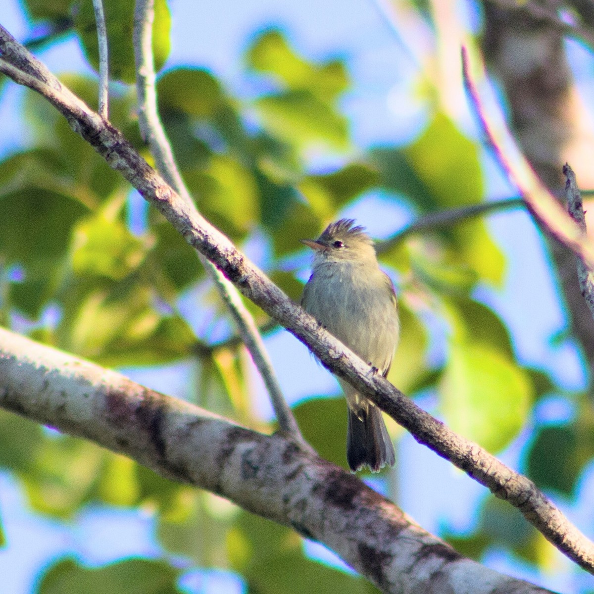 Northern Beardless-Tyrannulet - ML645599179