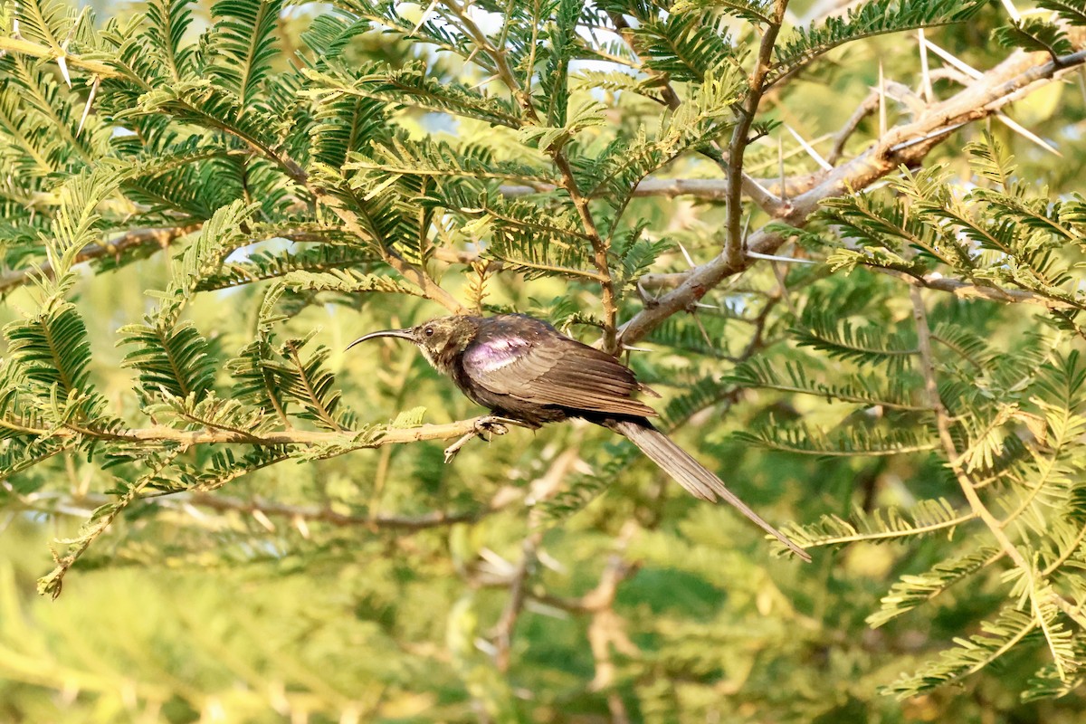 Tacazze Sunbird - ML645599180