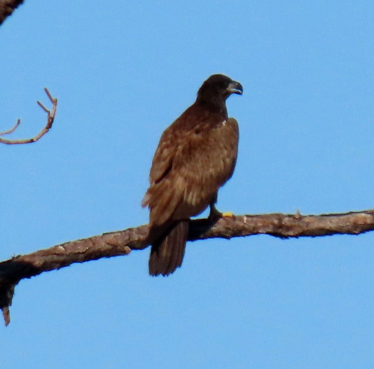 Bald Eagle - ML645599204