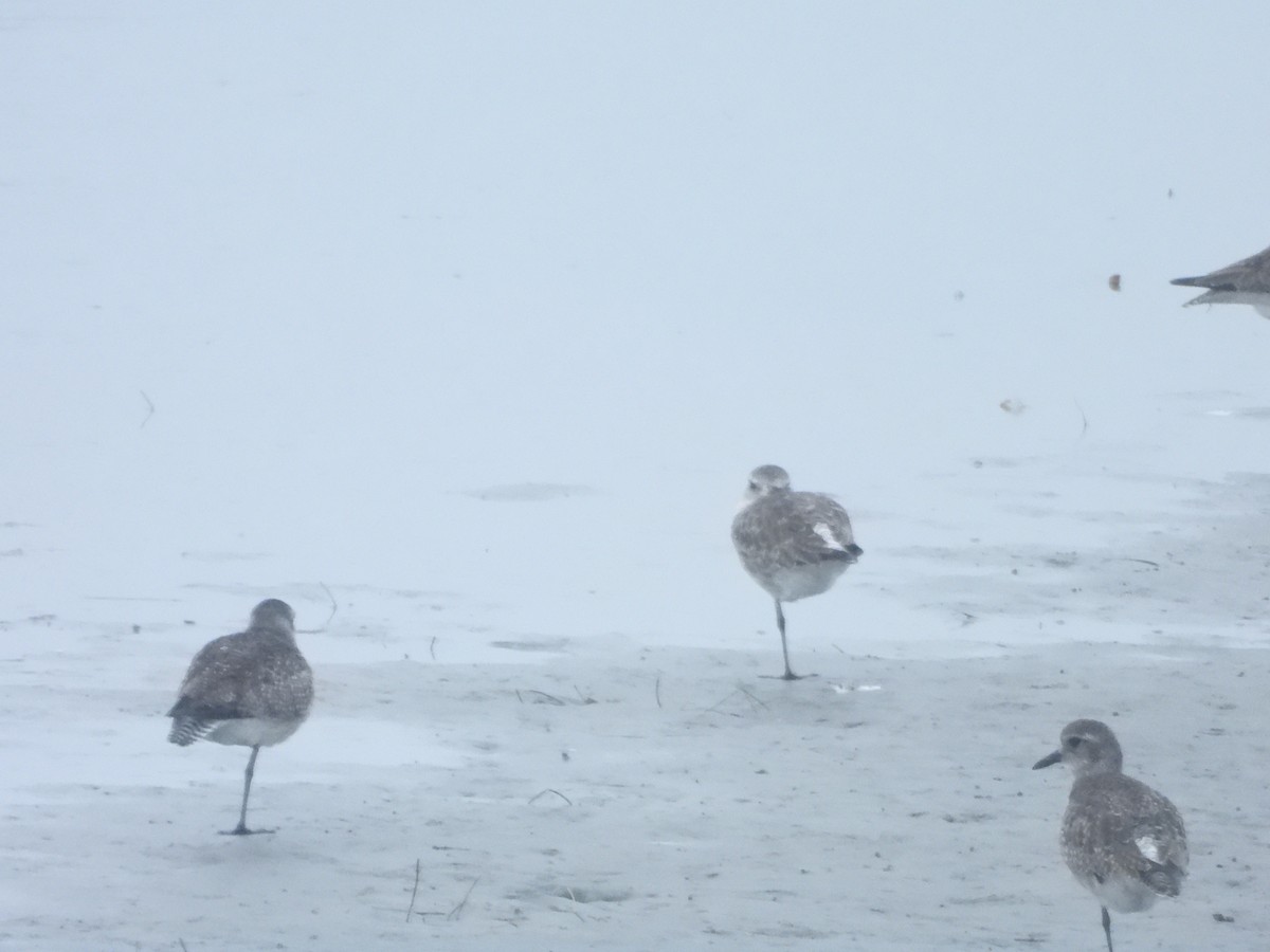 Black-bellied Plover - ML645599206